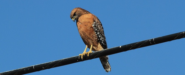 hawk