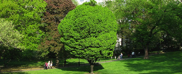 green tree