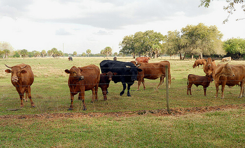 cows