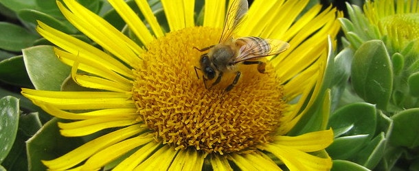 bee