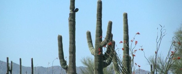 cactus