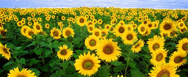 sunflowers