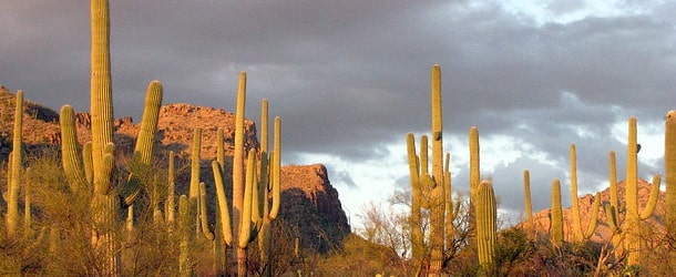 arizona